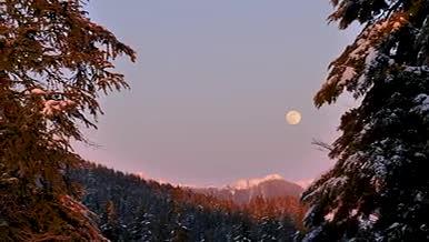 月亮在天空中的一片雪林视频的预览图